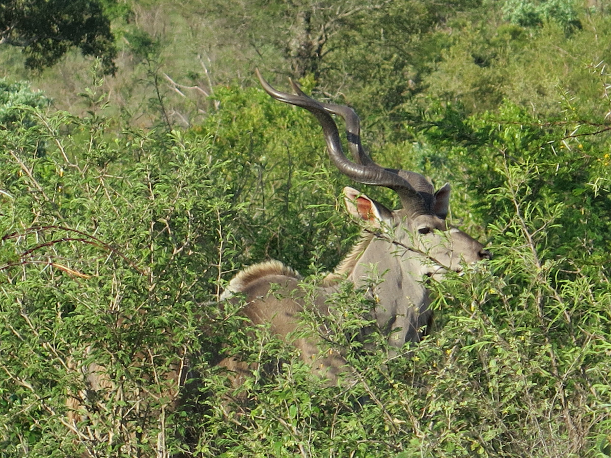 Kruger
