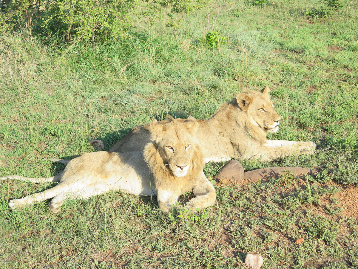 Kruger