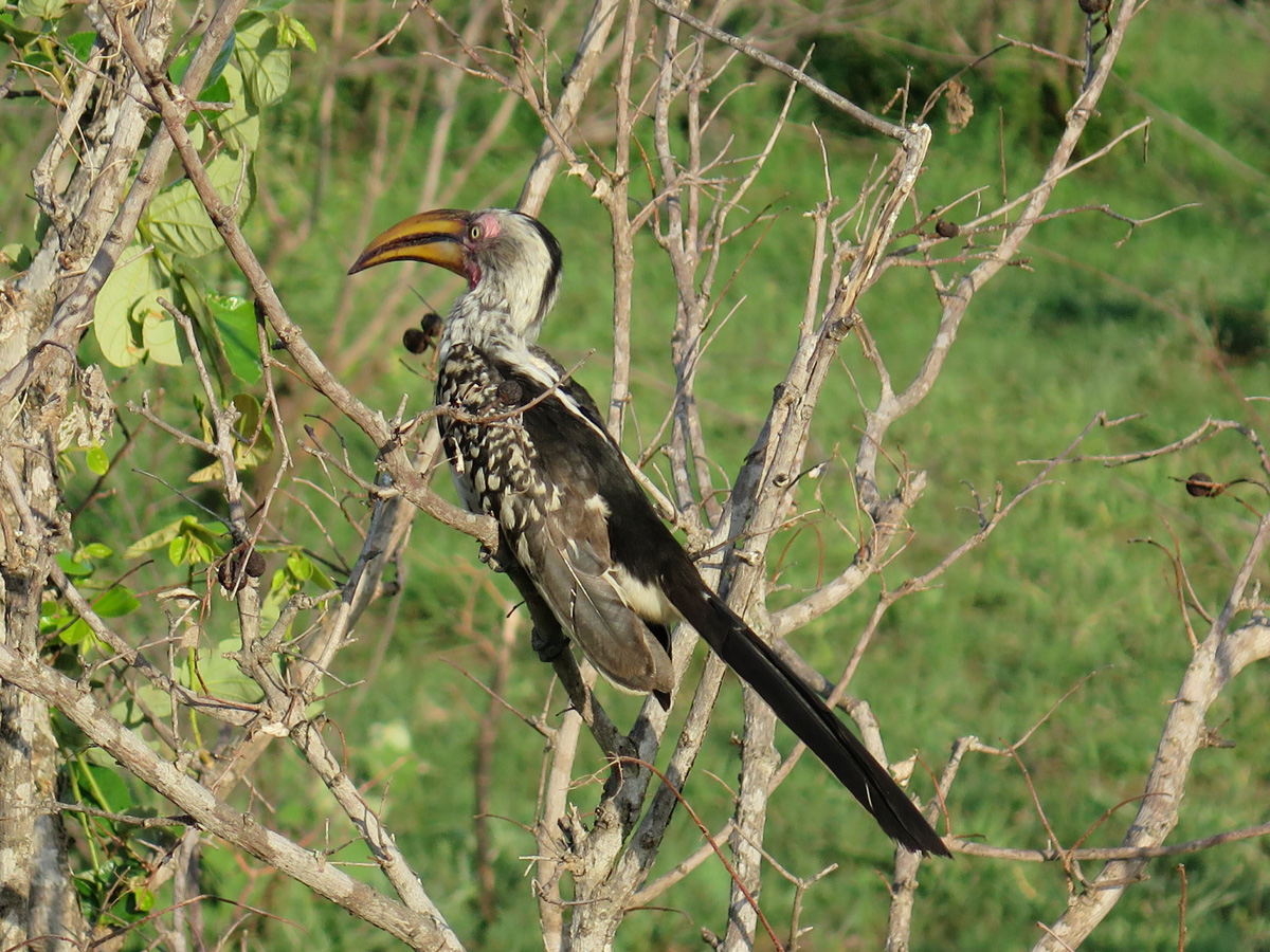 Kruger