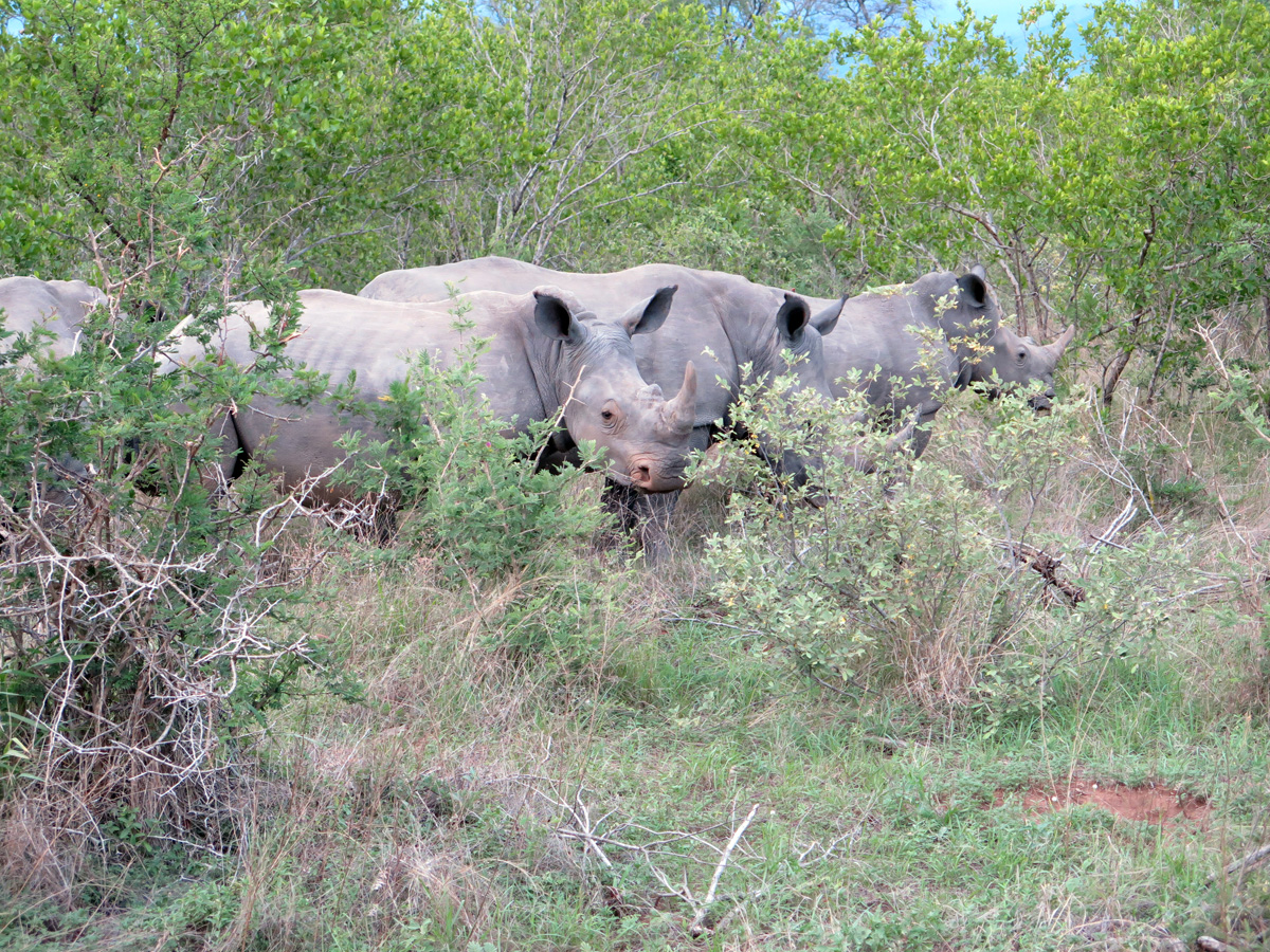 Kruger, A crash of Rhinos