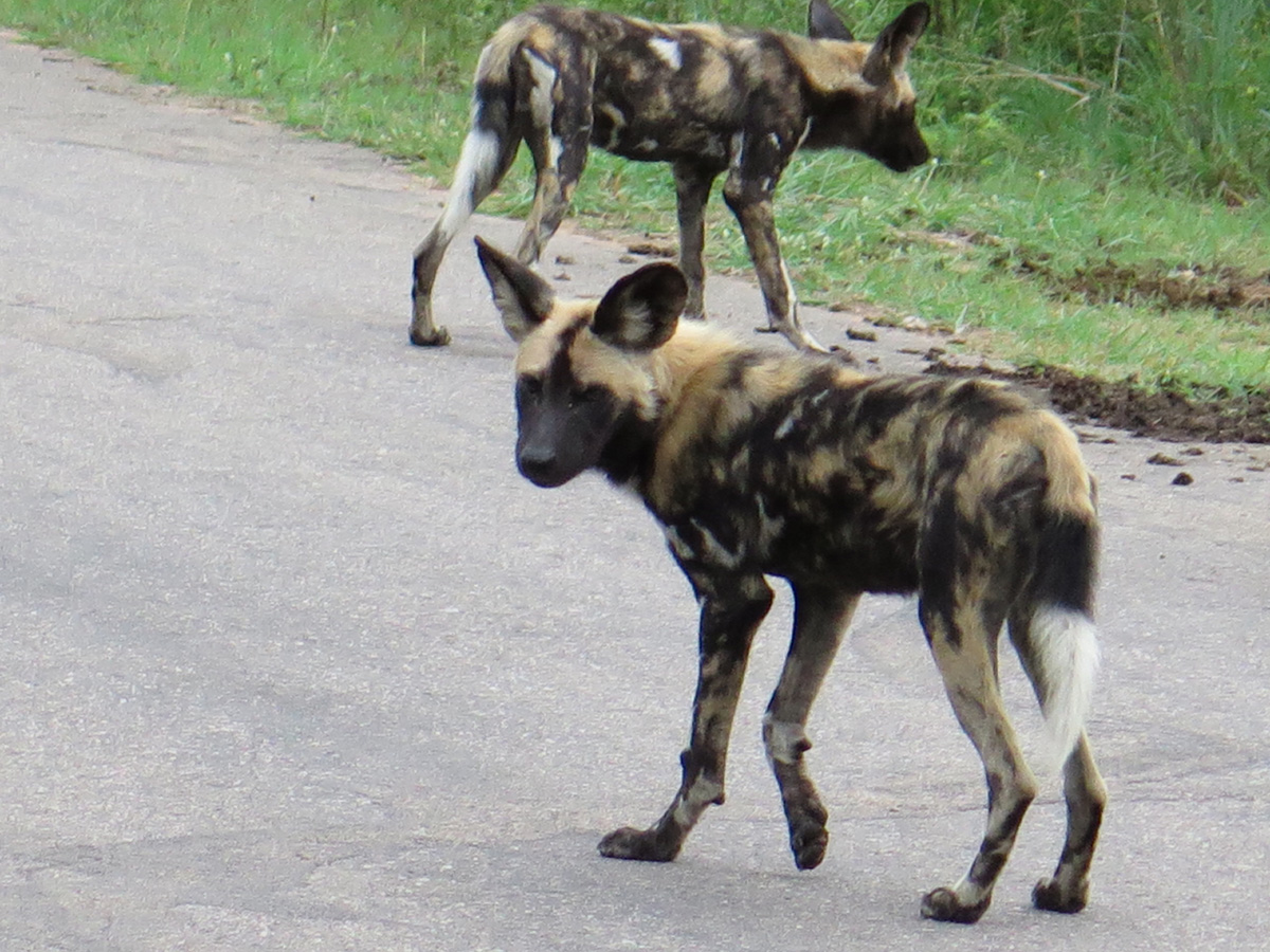 Kruger