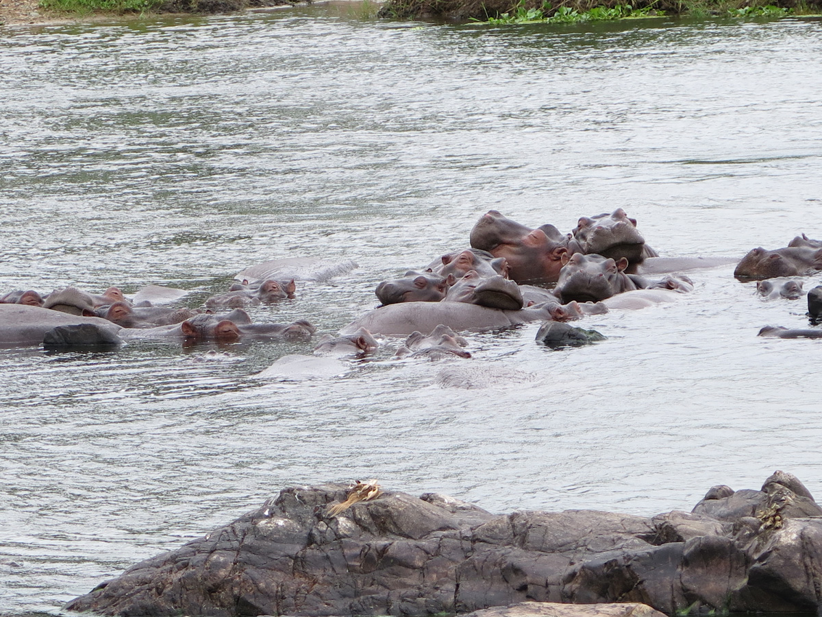 Kruger, Hippos in Crocodile River