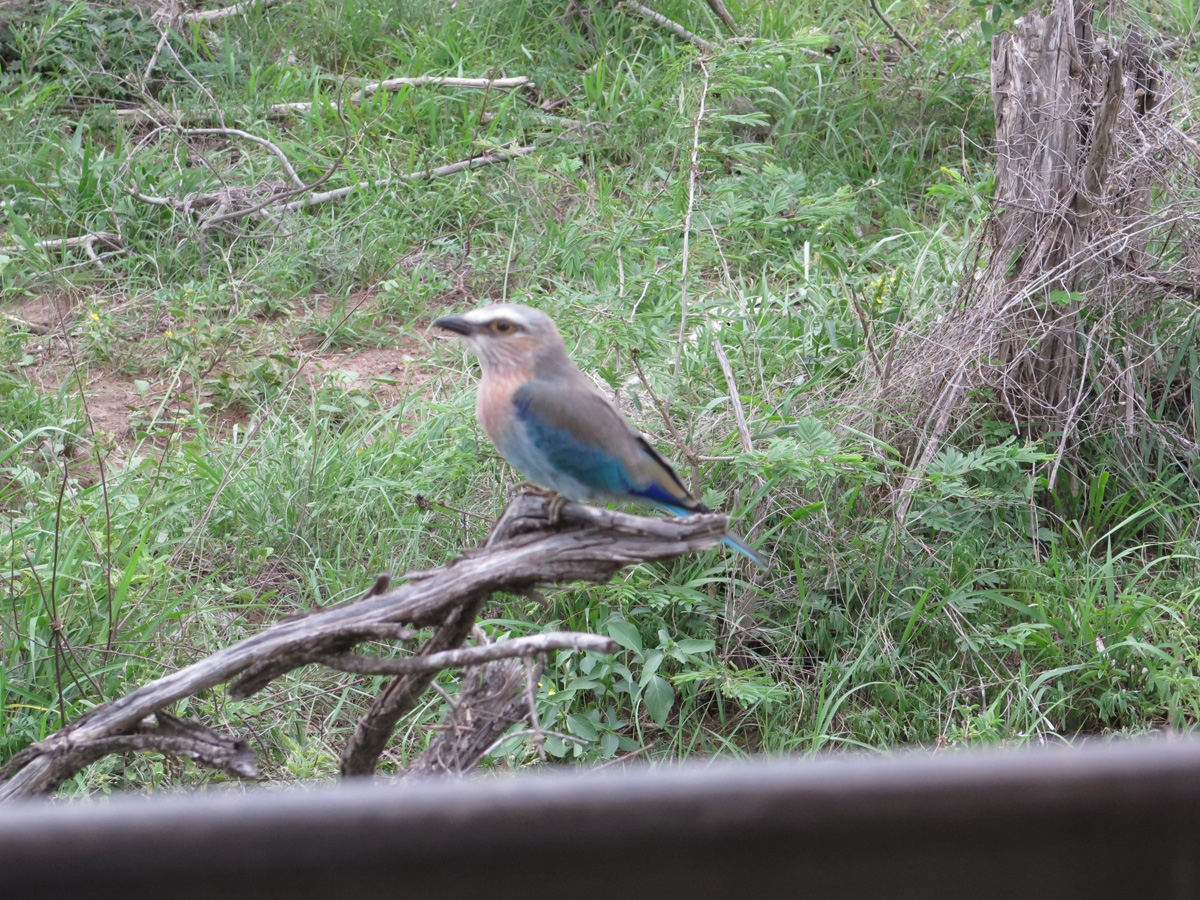 Kruger