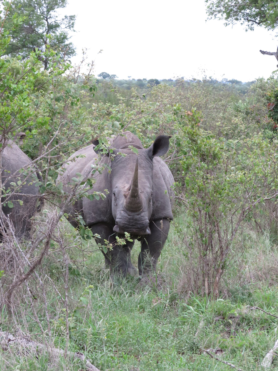 Kruger