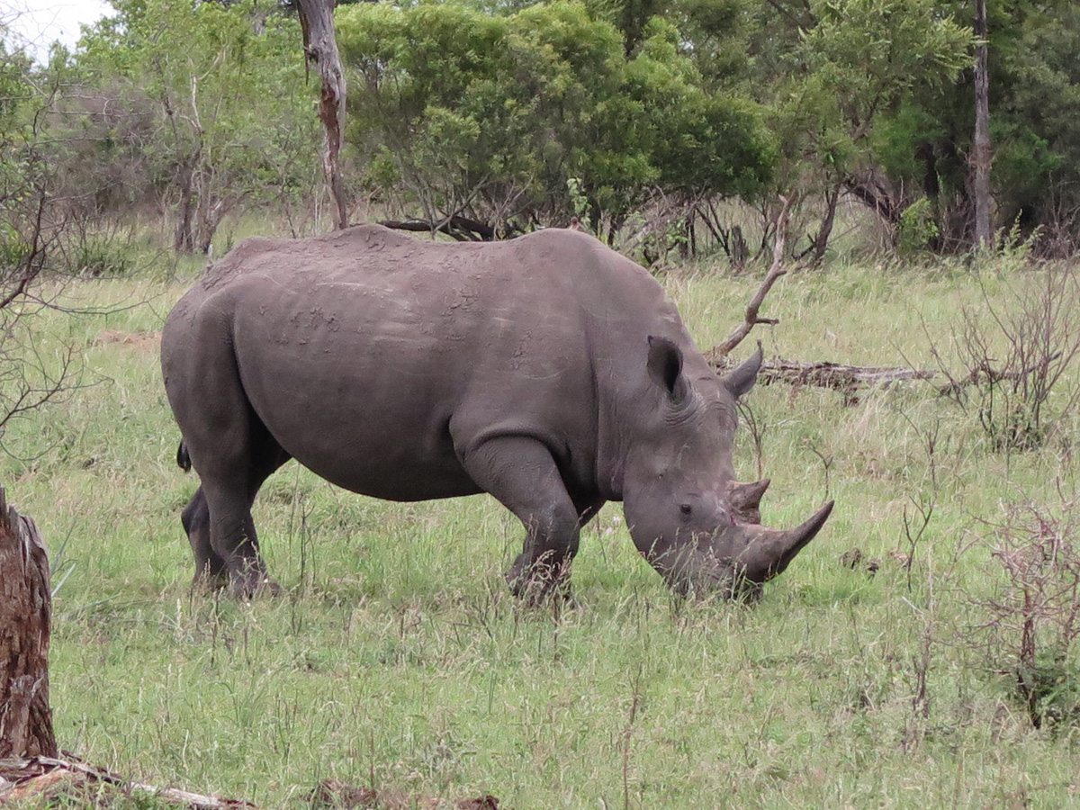 Kruger