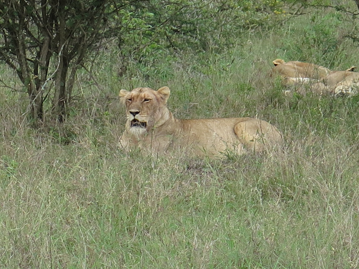 Kruger