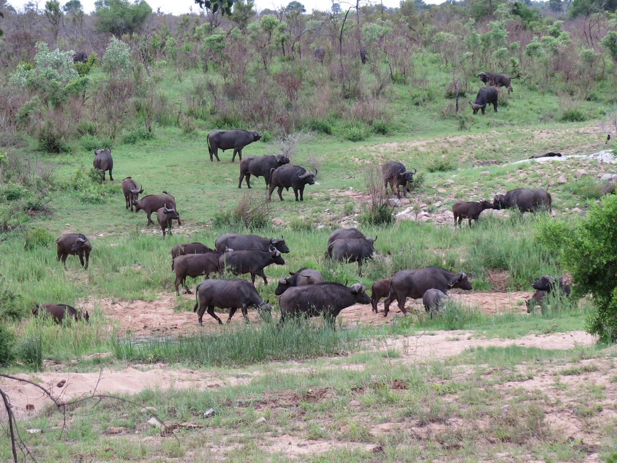 Kruger, Buffalo Herd