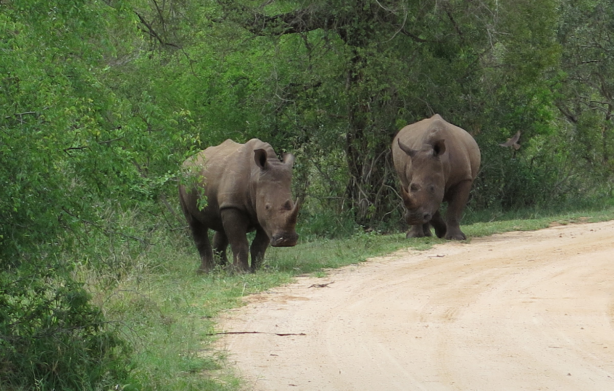 Kruger