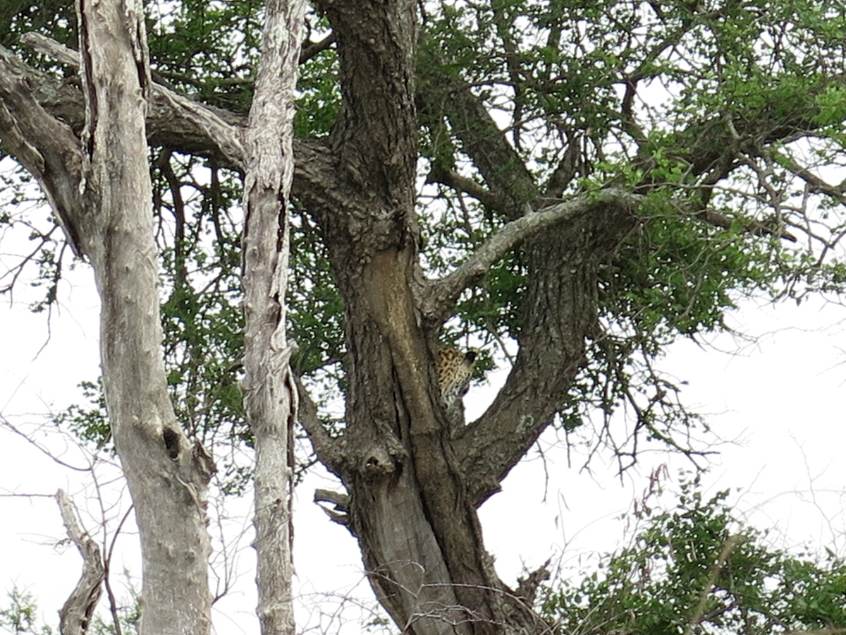 Kruger, Disinterested Leopard