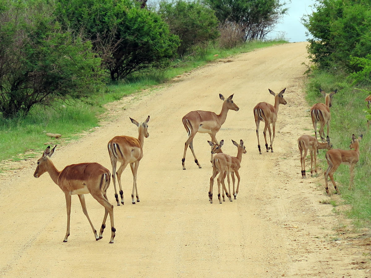 Kruger, Impala
