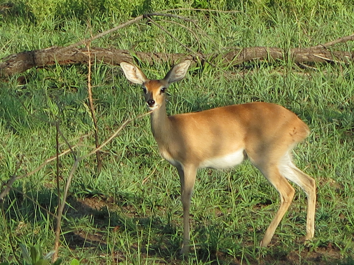 Kruger