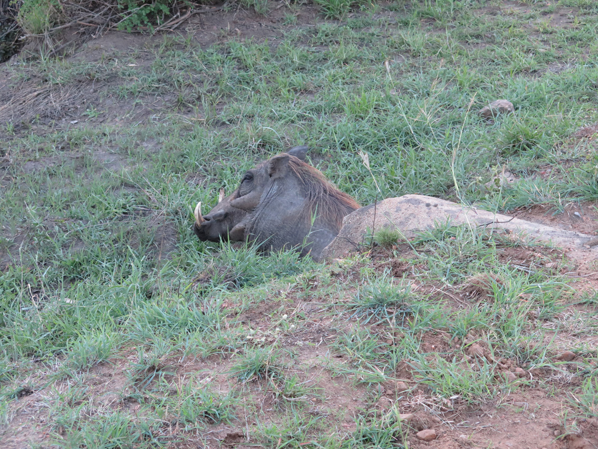 Kruger, Warthog snoozing in a pipe.