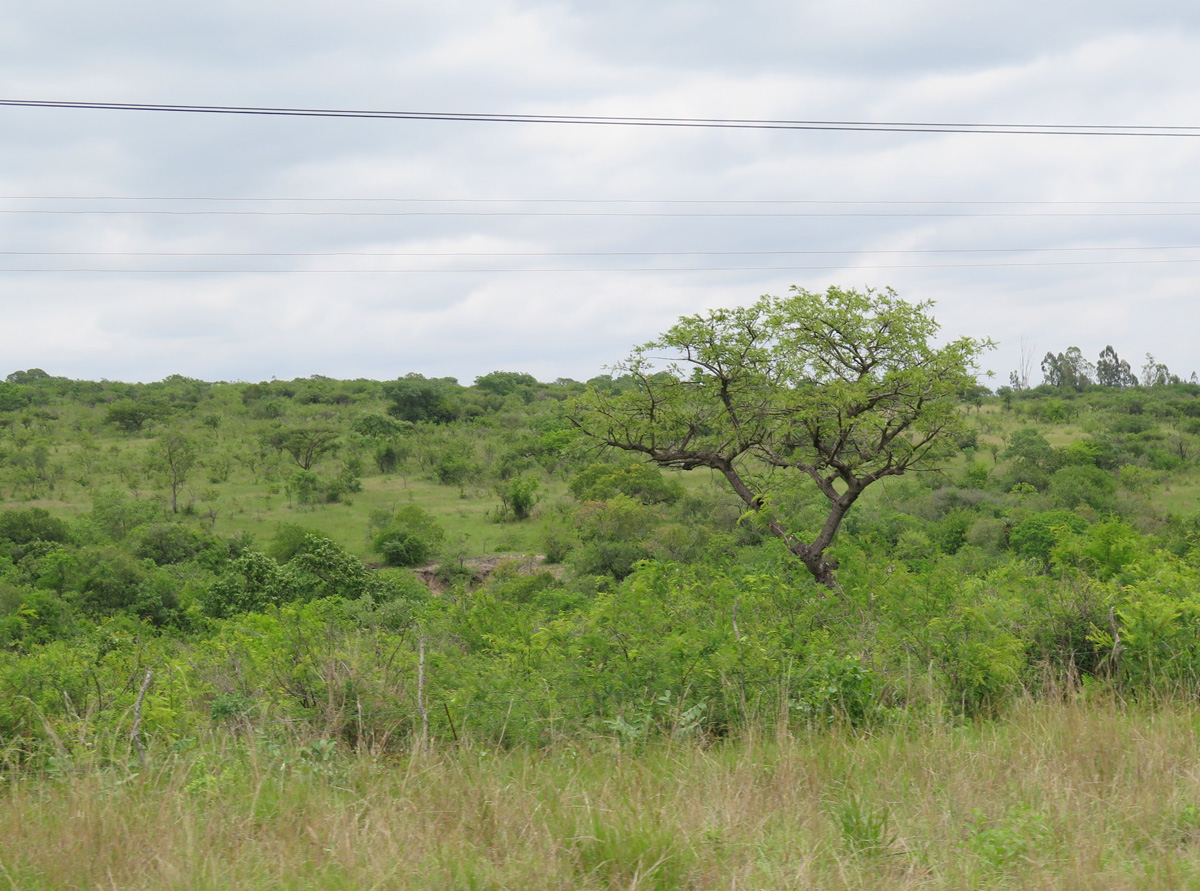 Swaziland, Midway to Mozambique border