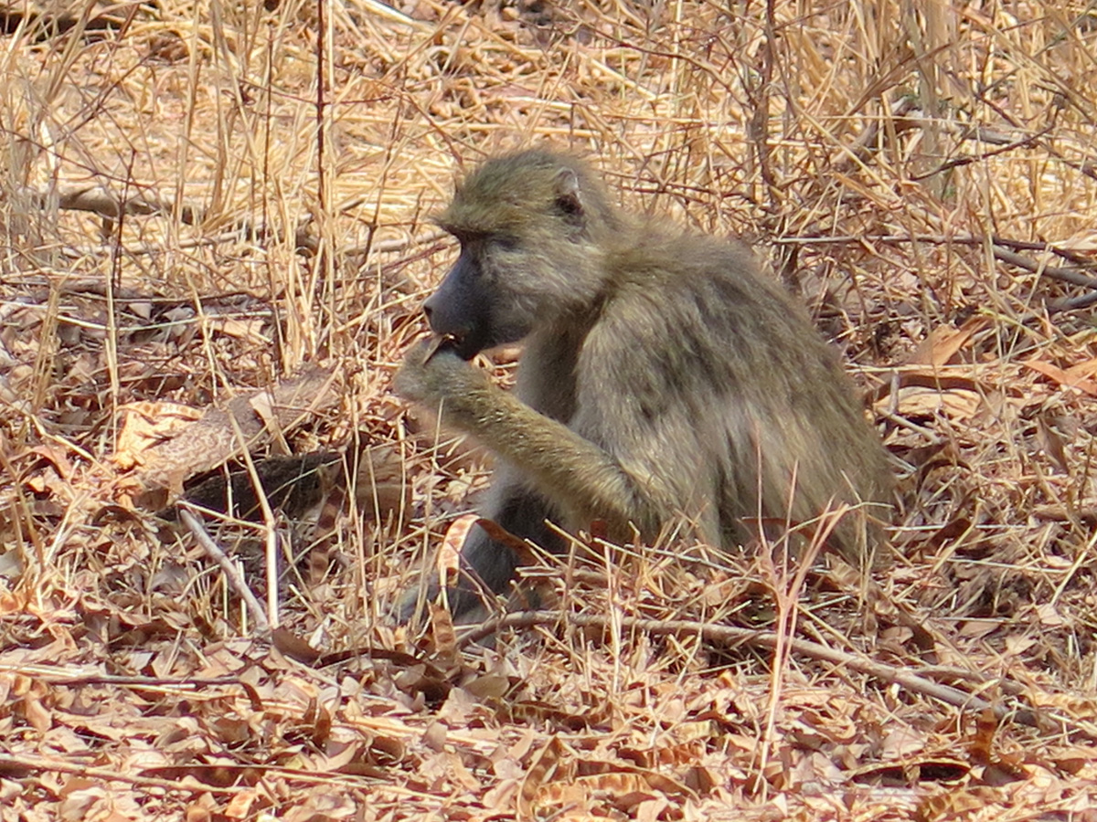 South Luangwa, Random baboon