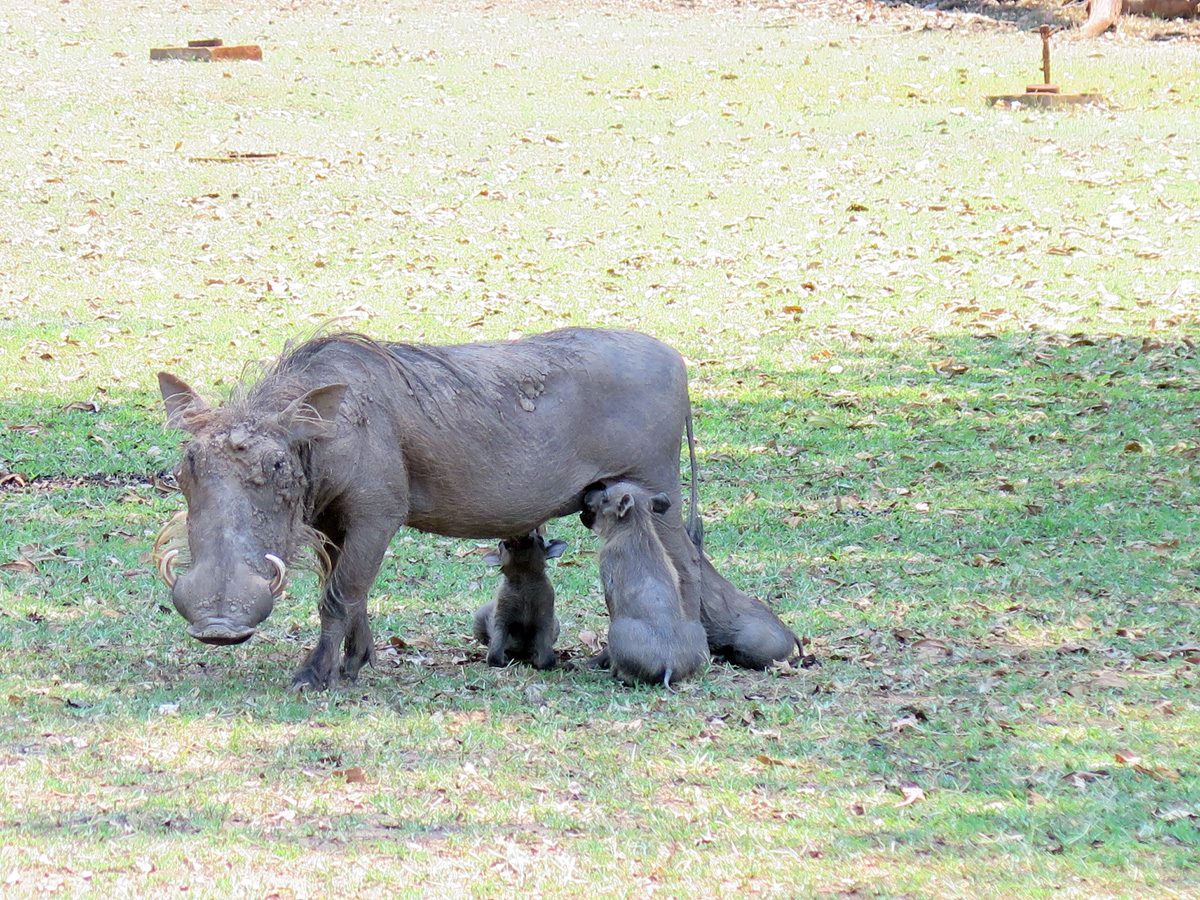 South Luangwa, Milk time, for young warthogs