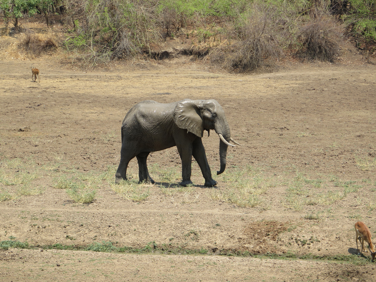 South Luangwa
