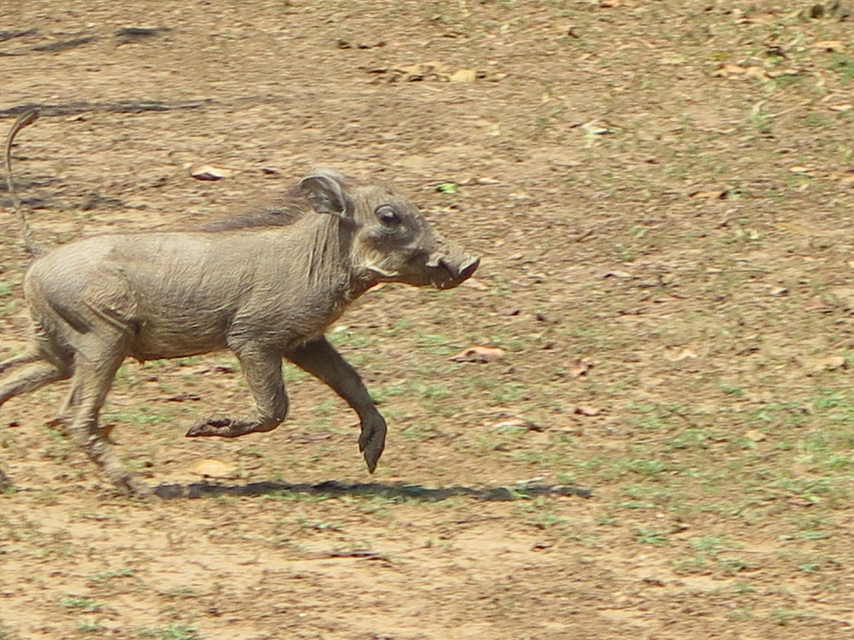 South Luangwa, Startled Warthog