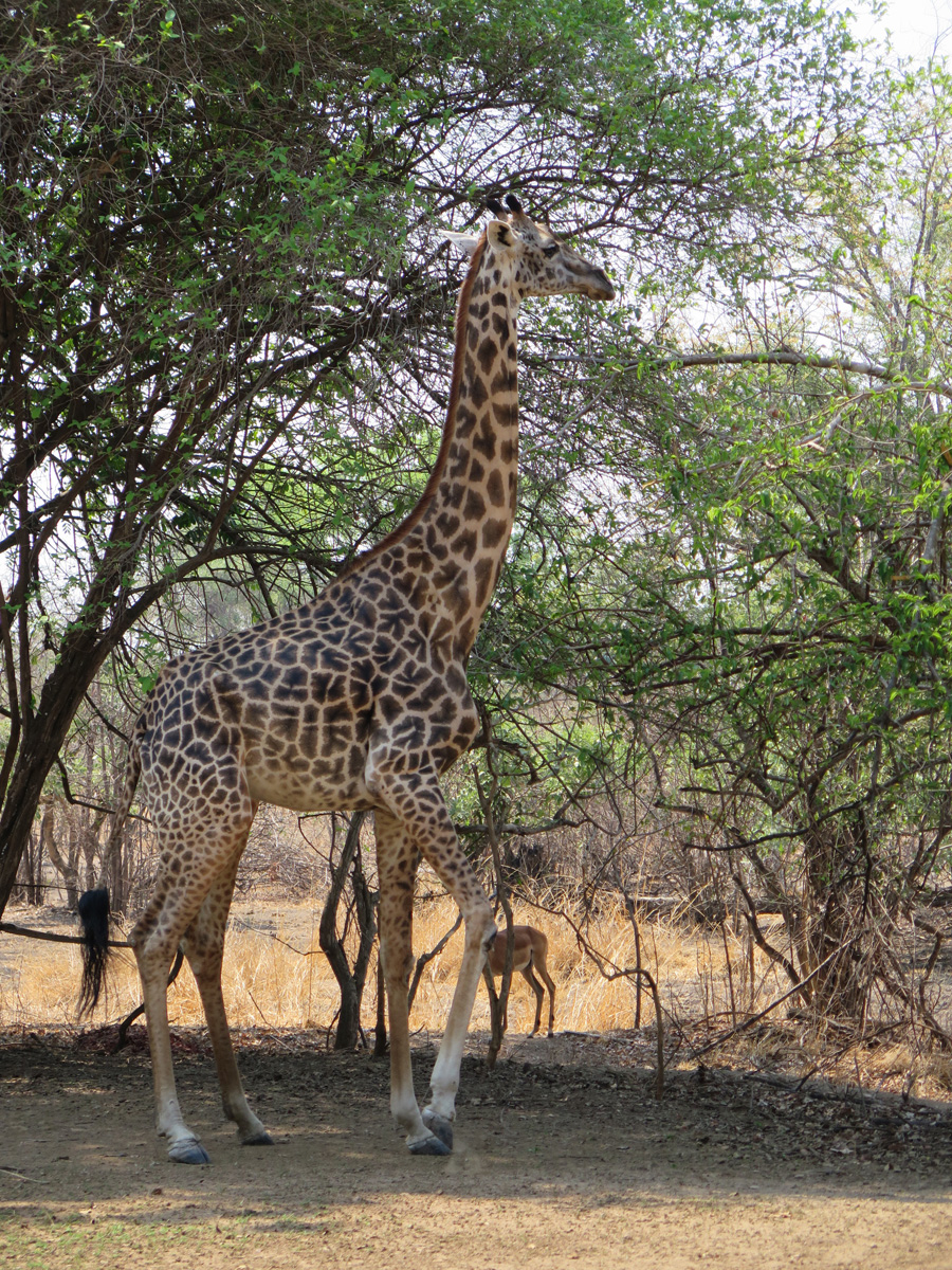 South Luangwa, Giraffe inside lodge grounds