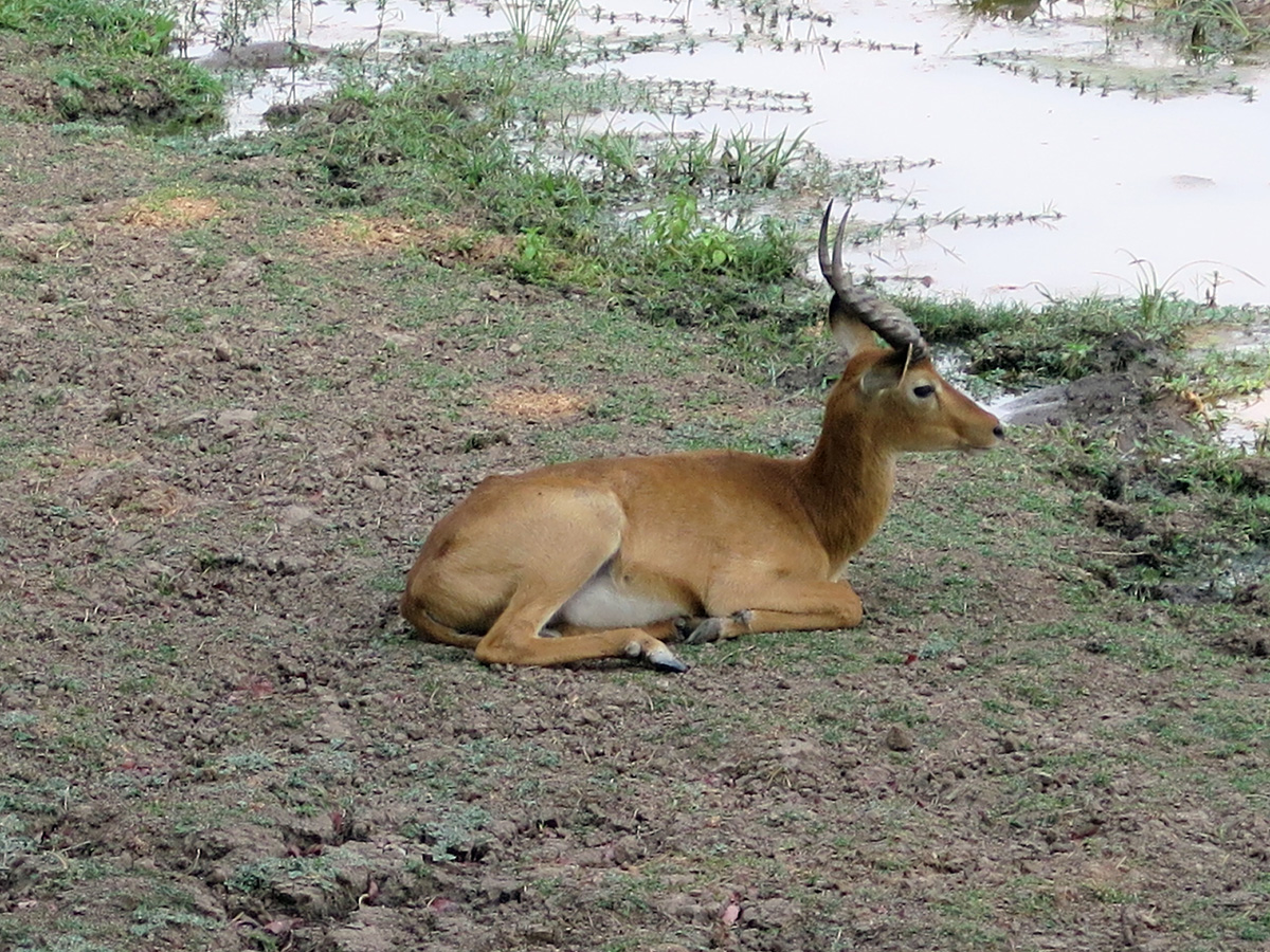 South Luangwa, Puku