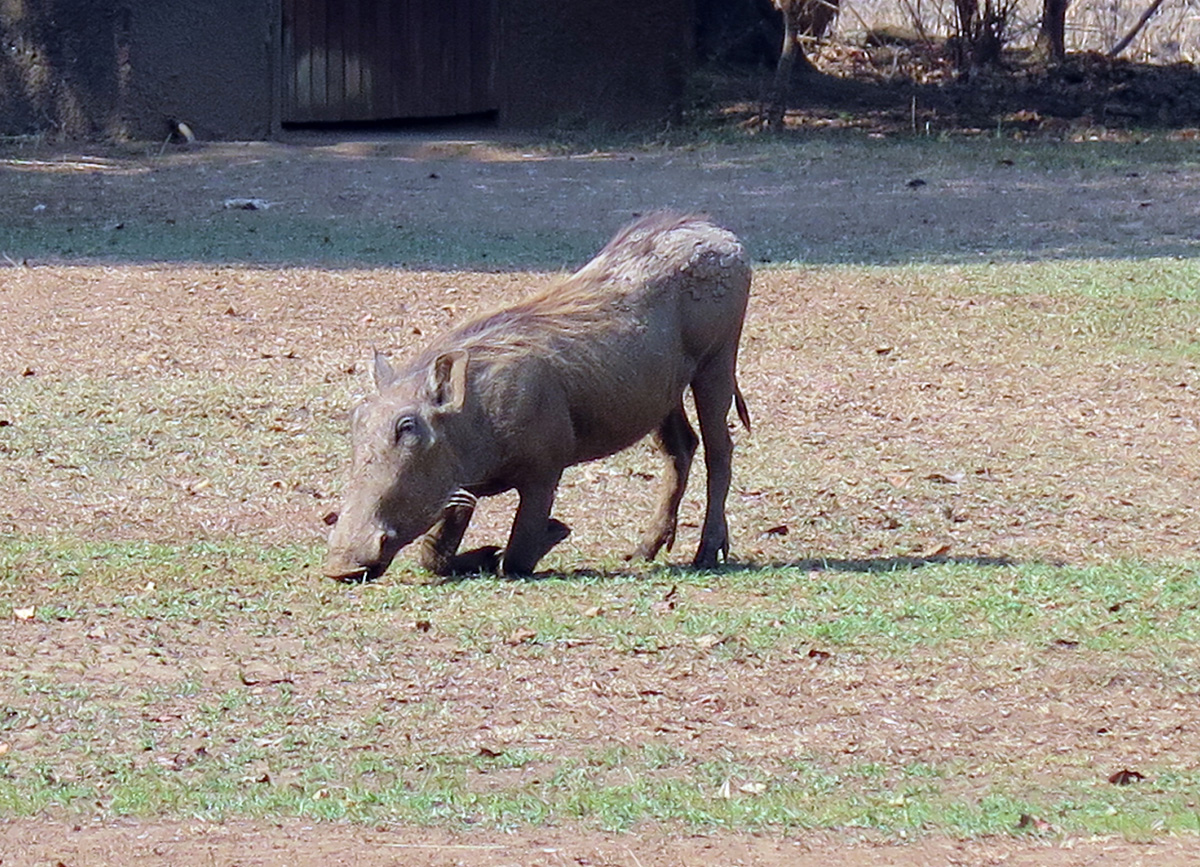 South Luangwa, Dining Warthog