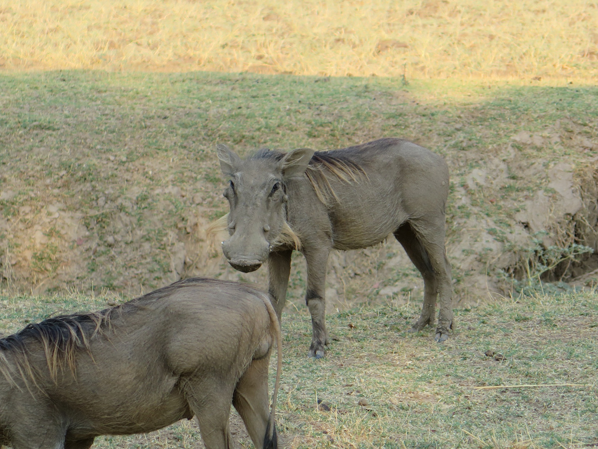 South Luangwa, Alert Warthog