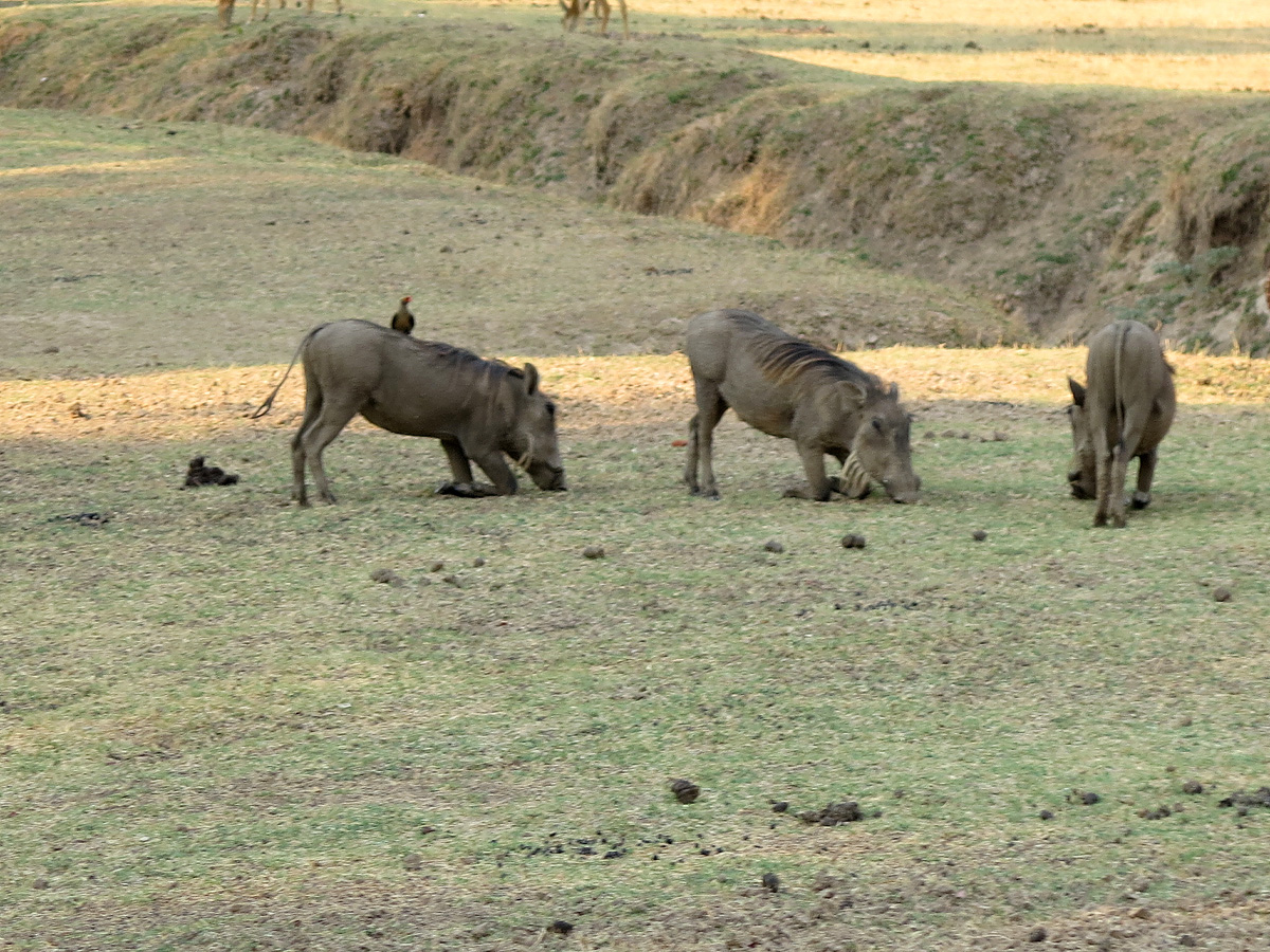 South Luangwa