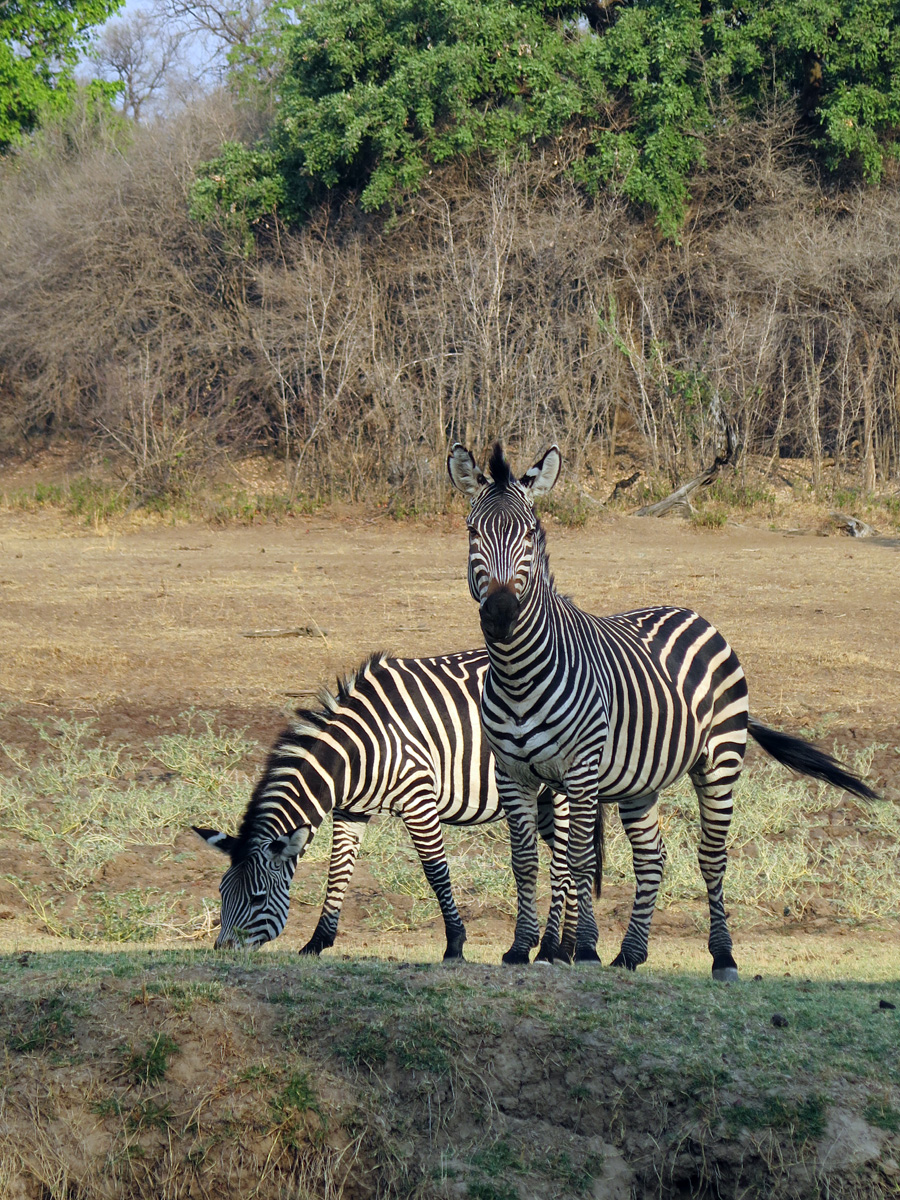 South Luangwa, Watchful Zerba