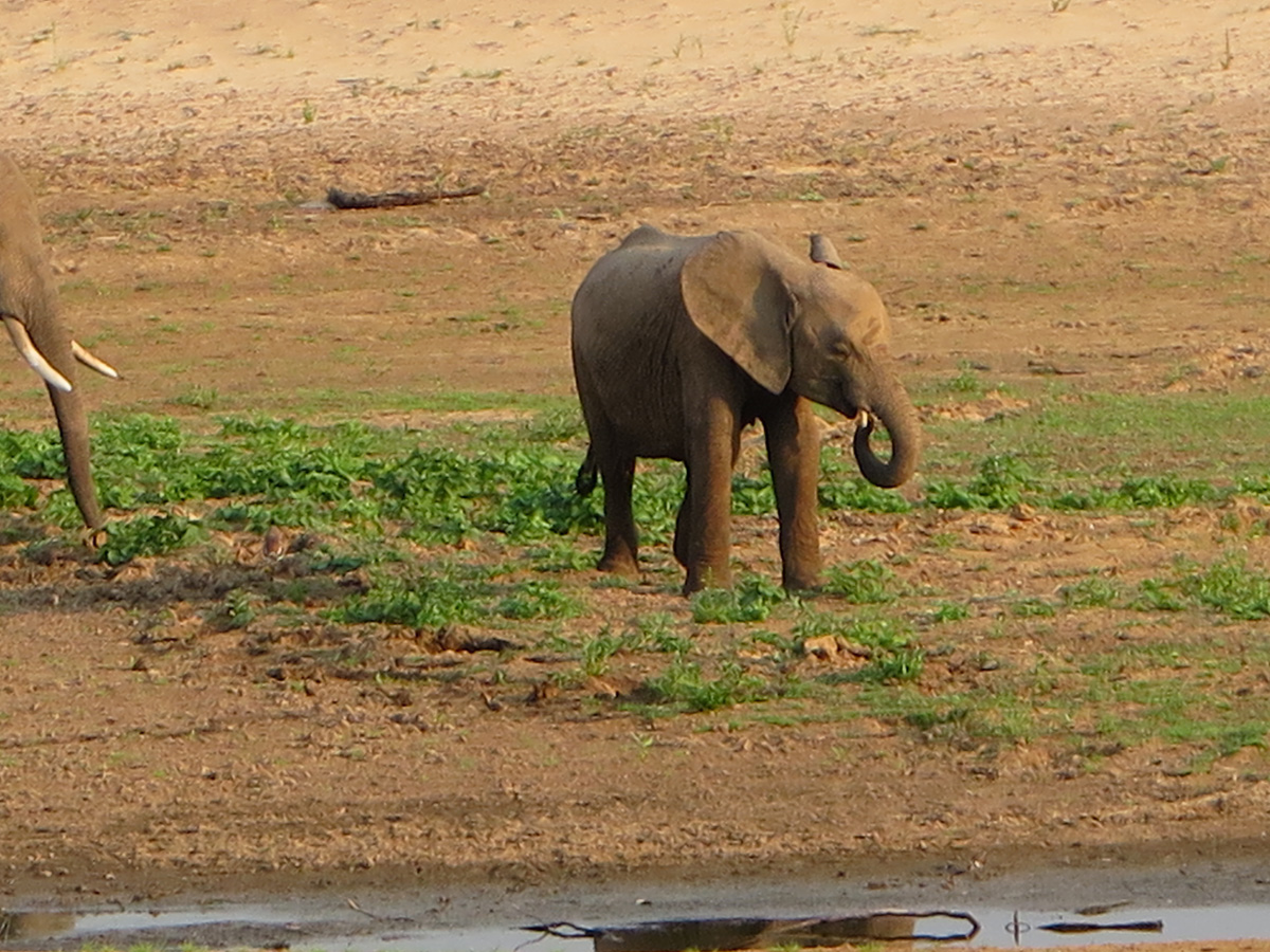 South Luangwa, Young elephant