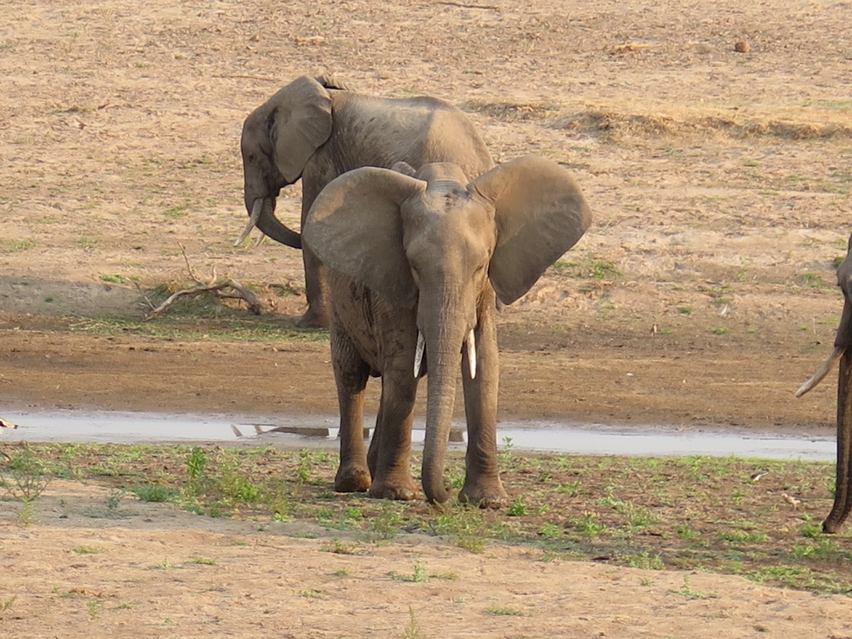 South Luangwa