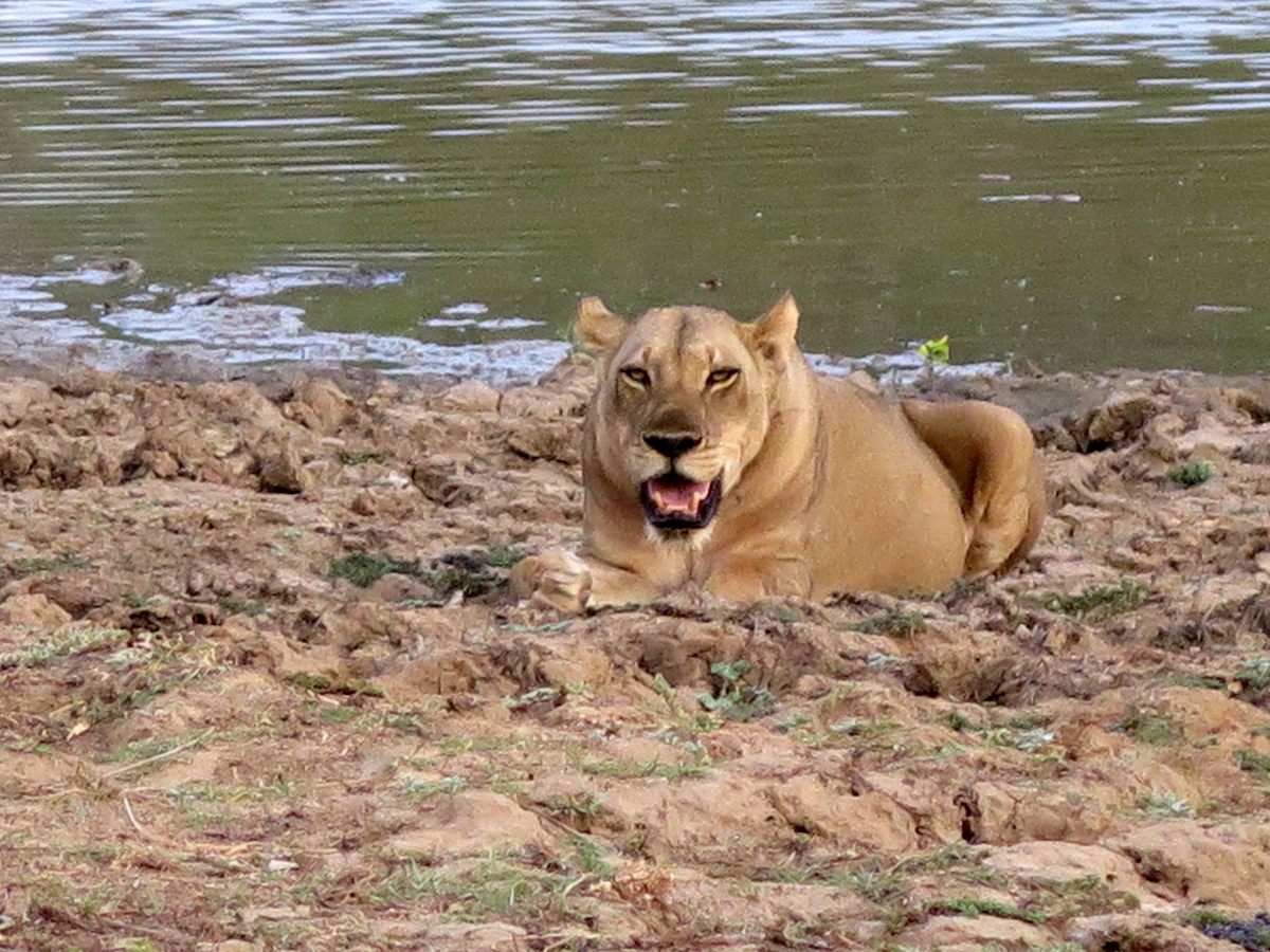 South Luangwa, Casual Lion
