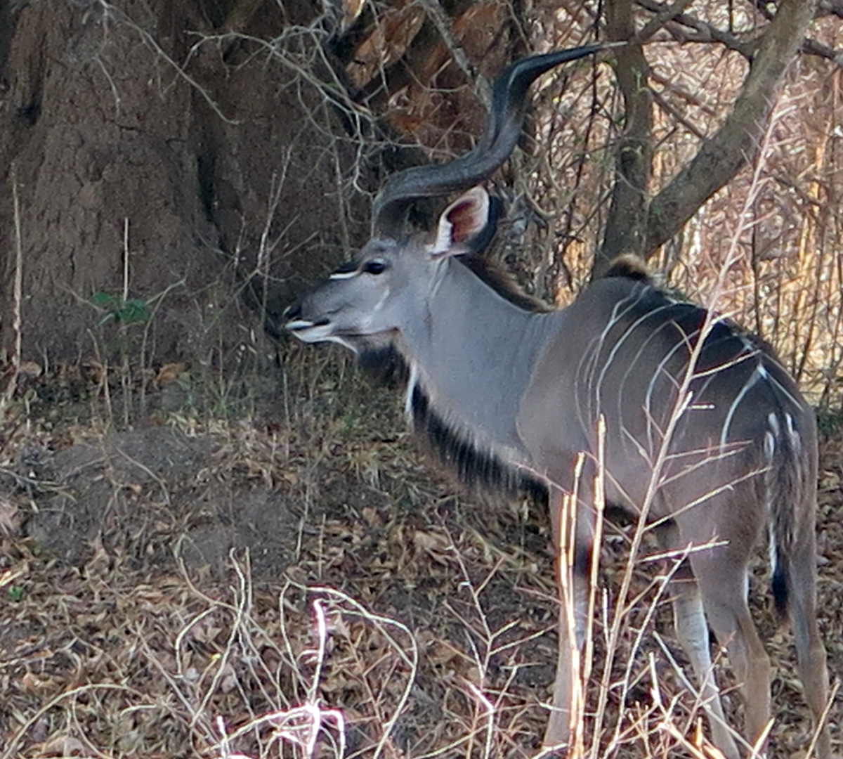 South Luangwa, Kudu