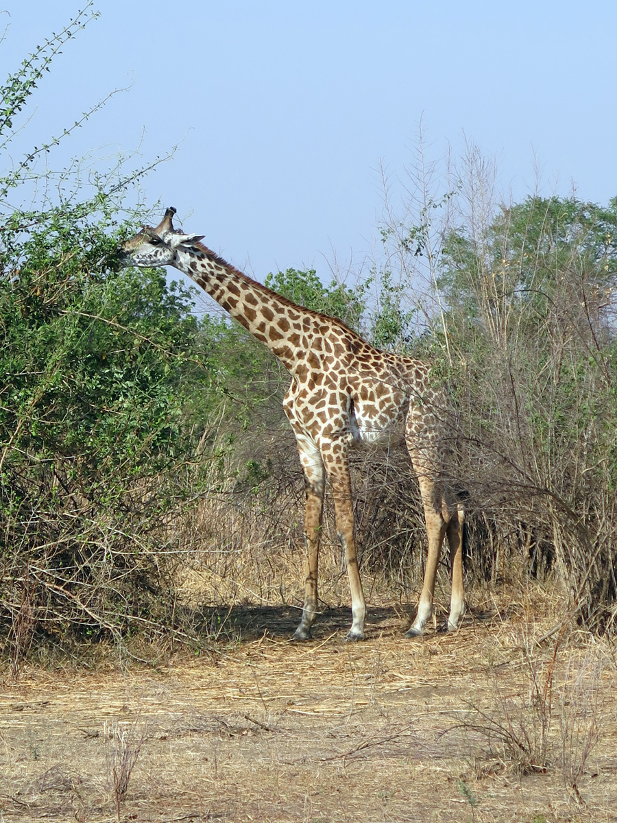 South Luangwa, Browsing giraffe