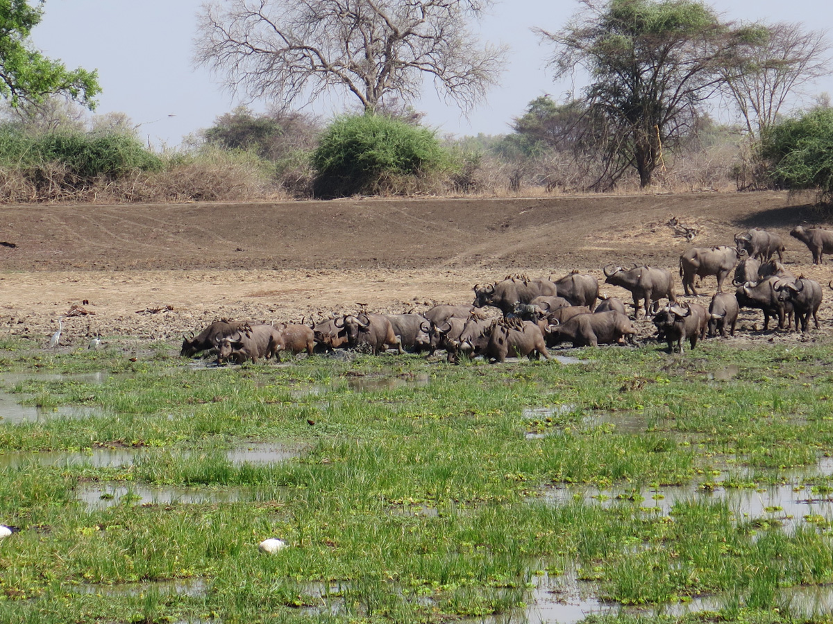 South Luangwa, Buffalo coming down to drink (Sunday morning)