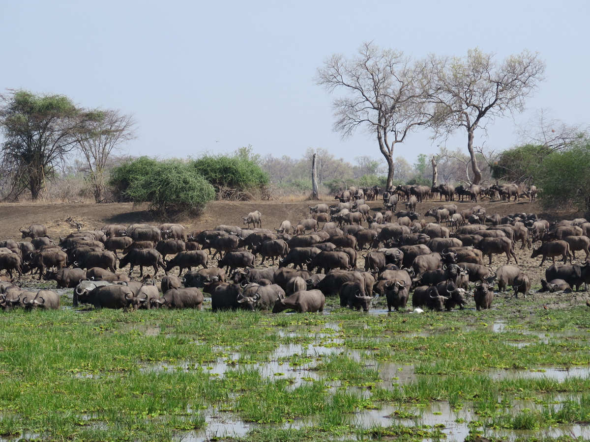 South Luangwa