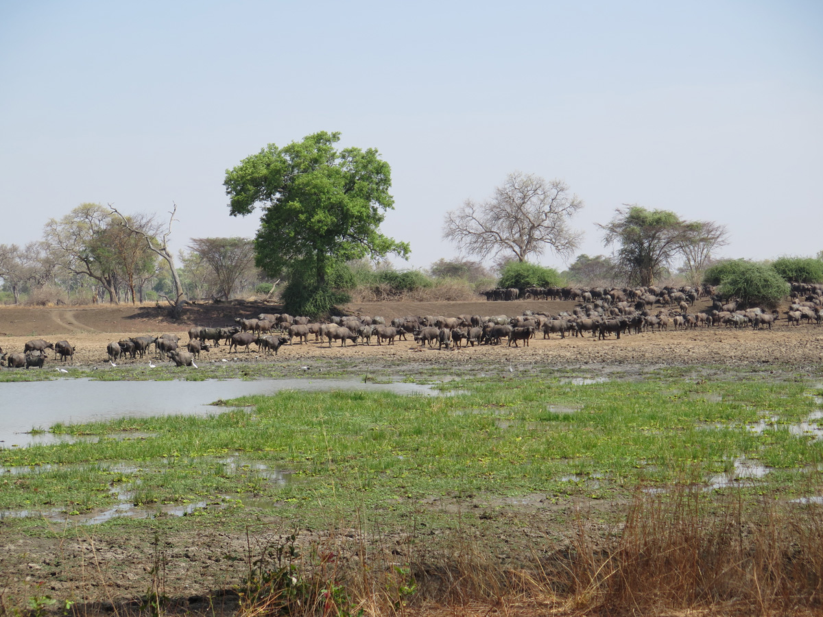 South Luangwa