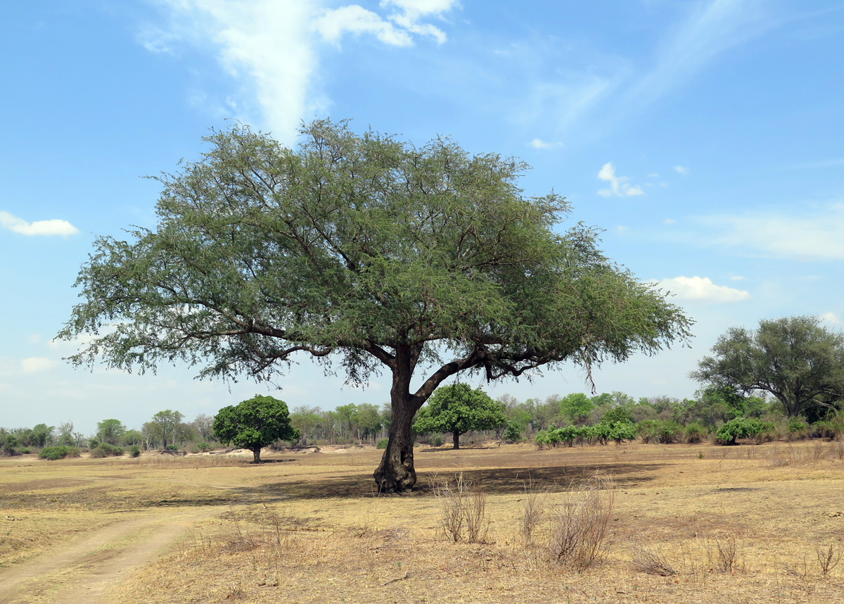 South Luangwa