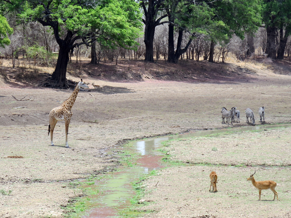 South Luangwa, View from Lodge