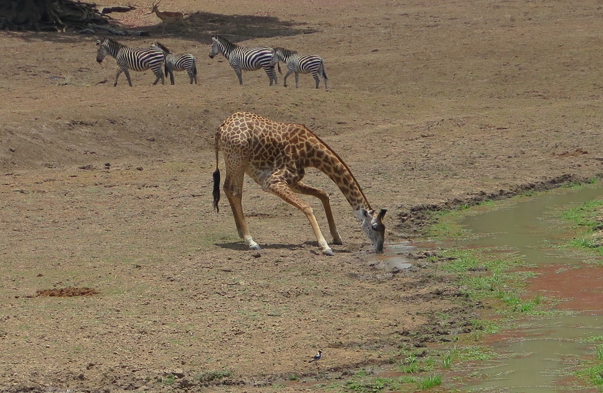 South Luangwa, Giraffe drinking