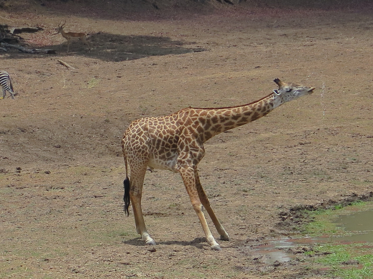 South Luangwa, Giraffe splashing