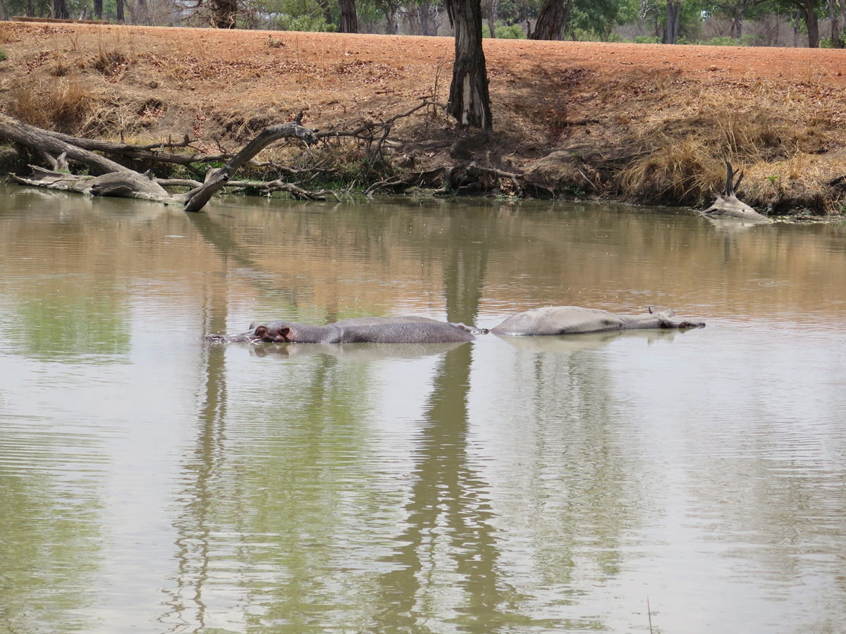 South Luangwa, Hippos from my bedroom!