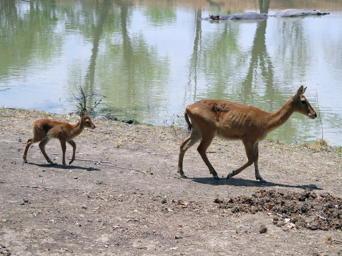 South Luangwa, Pukus