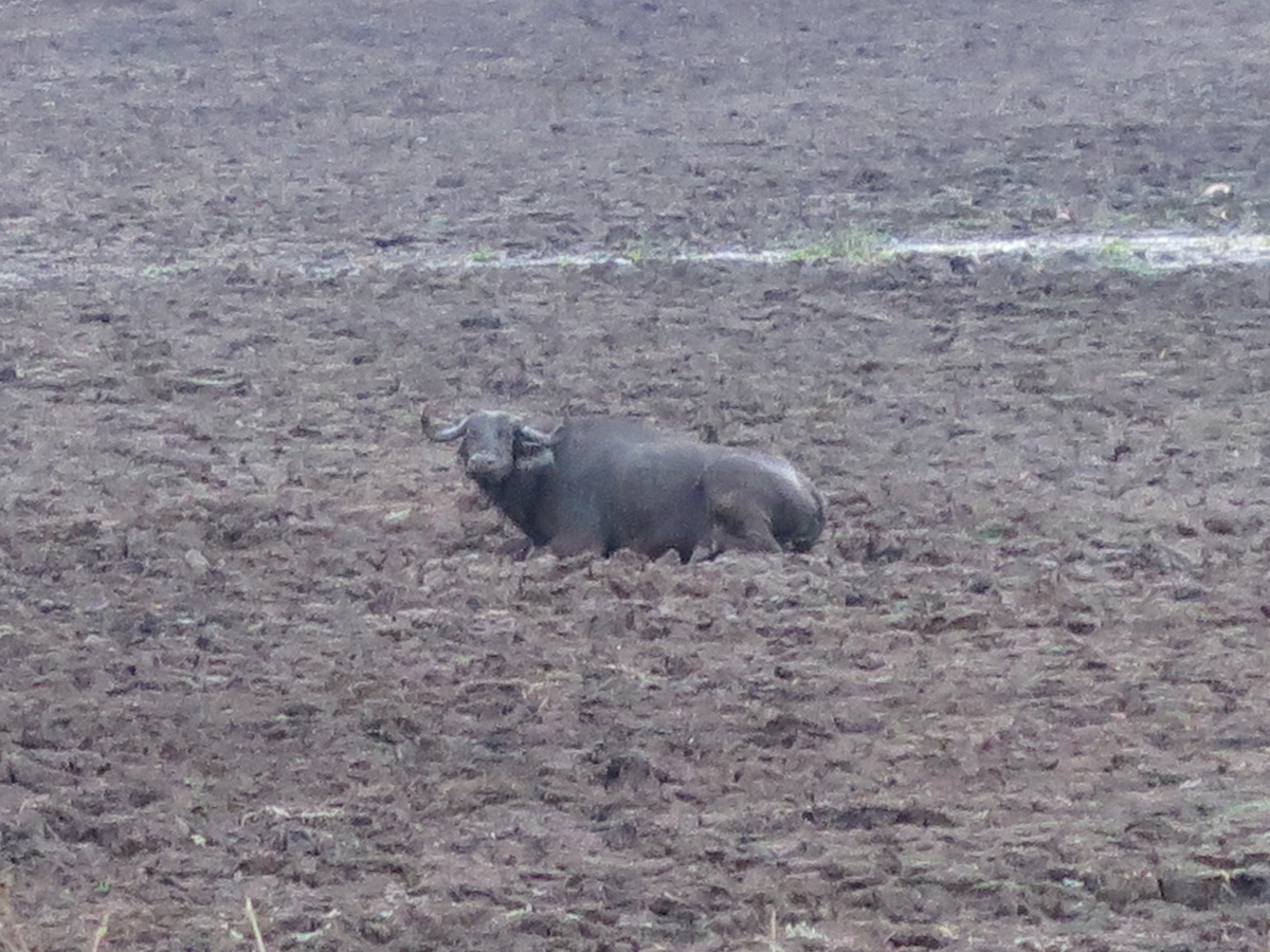 South Luangwa, Stuck Buffalo (Sunday evening)