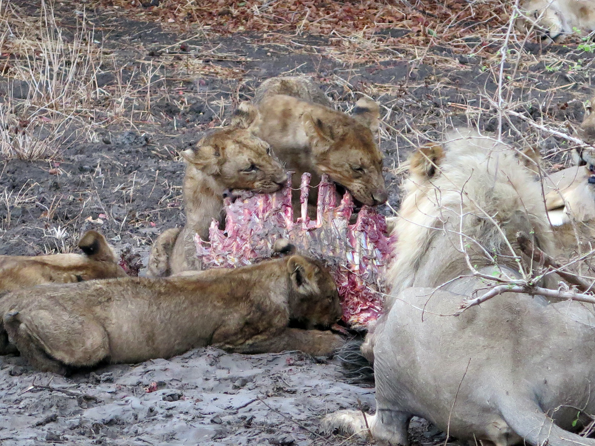 South Luangwa, Lions at Family Dinner
