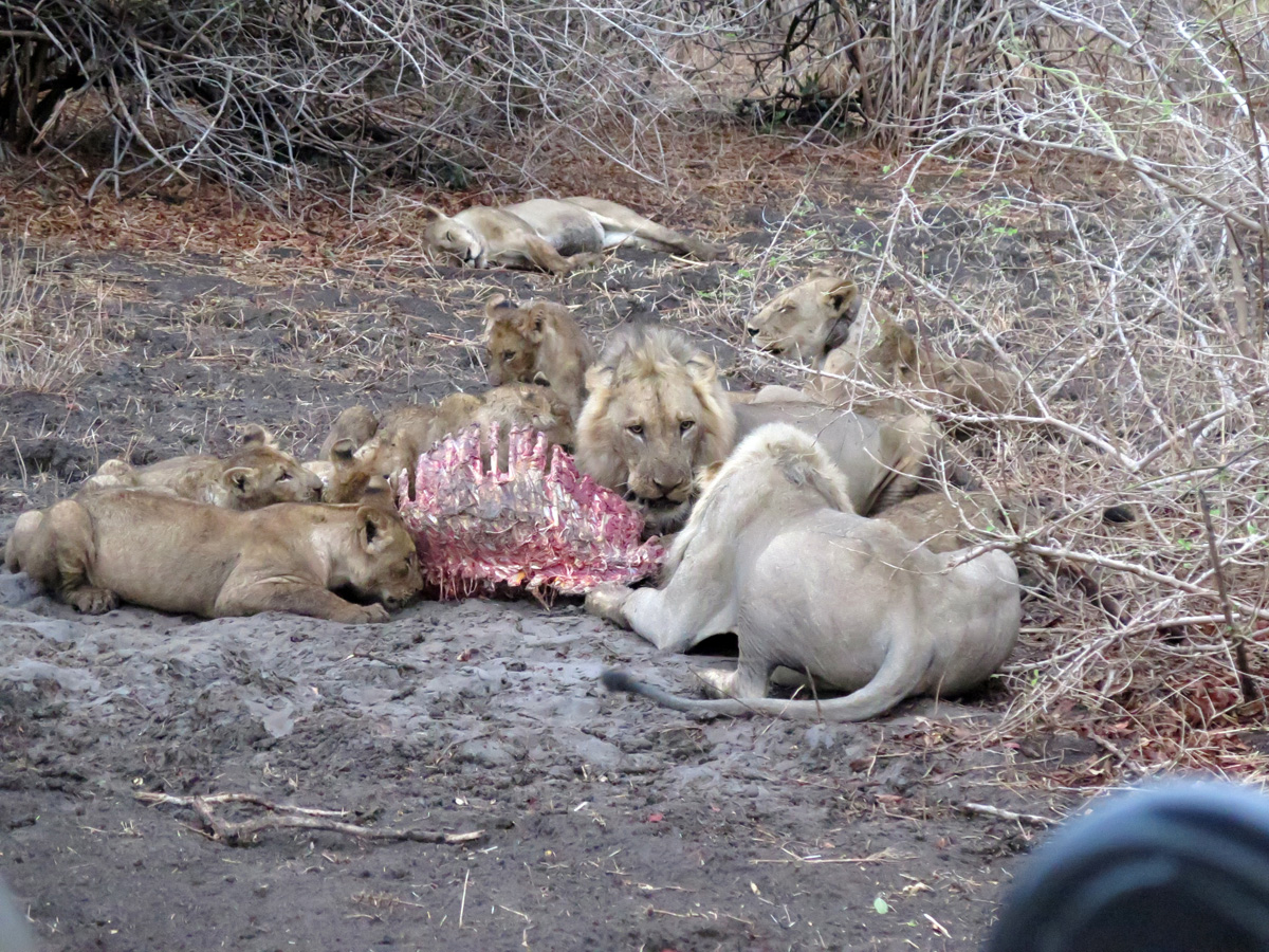 South Luangwa, Lions at Family Dinner