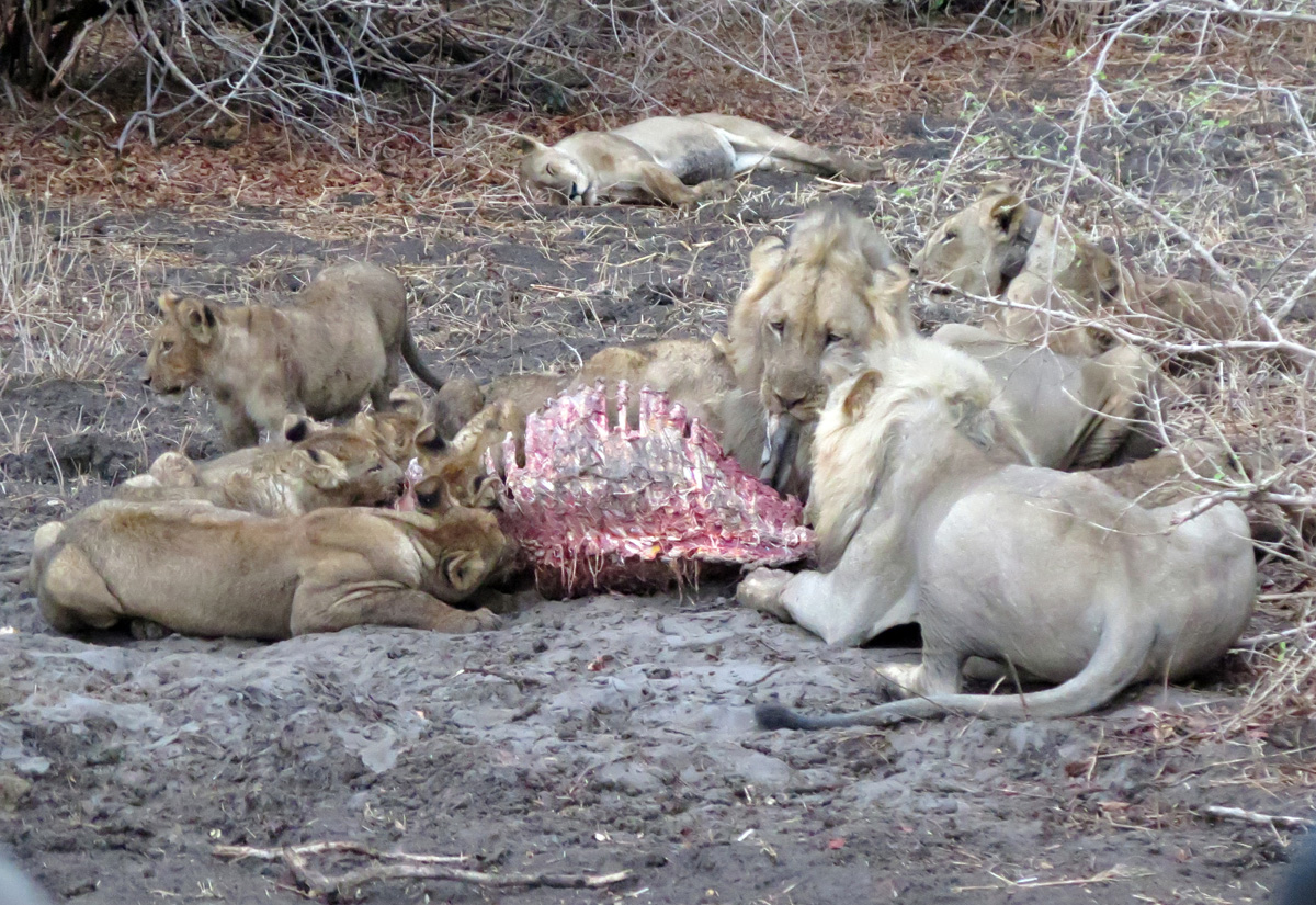 South Luangwa, Lions at Family Dinner