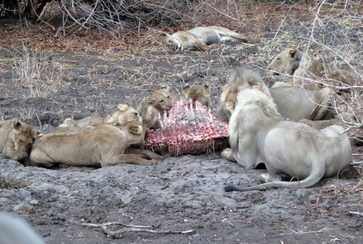 South Luangwa, Lions at Family Dinner