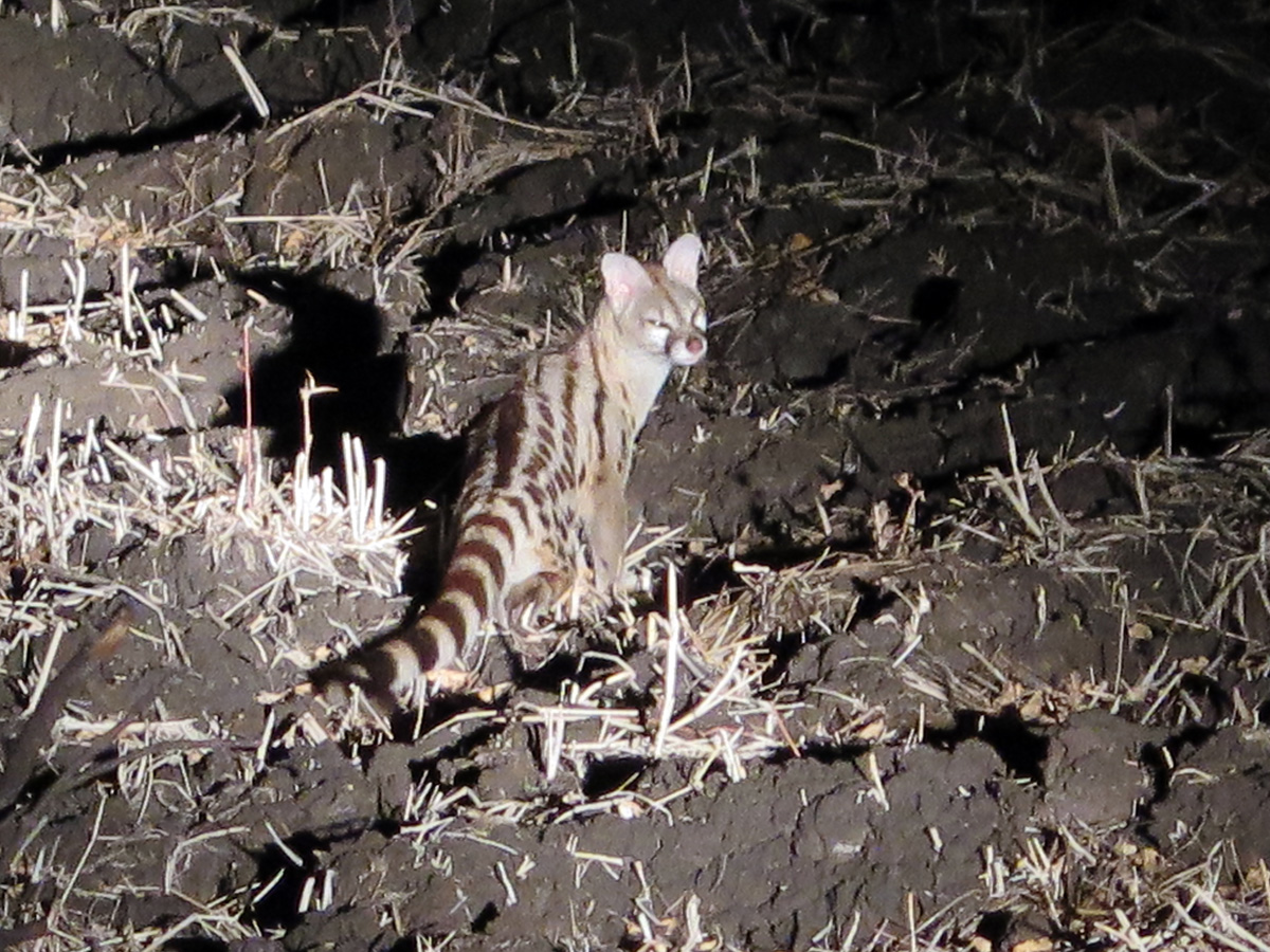 South Luangwa, Genet