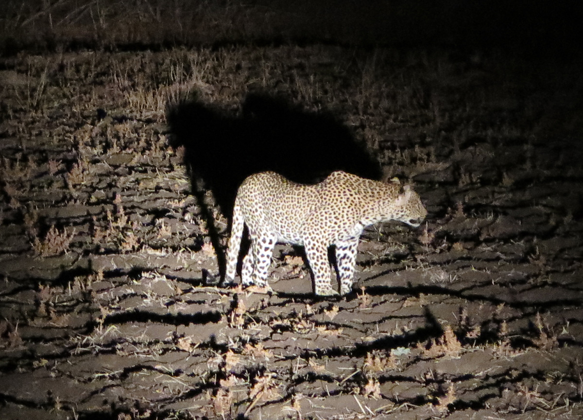 South Luangwa, Leopard in the Spotlight