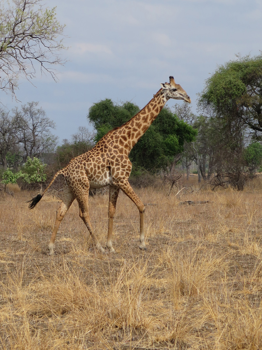 South Luangwa