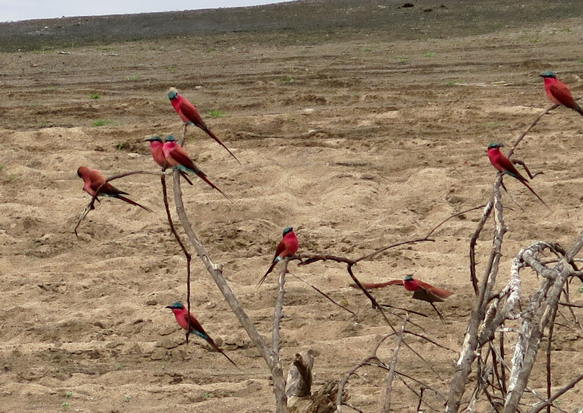 South Luangwa, Southern Carmine Bee-Eaters Which swarmed in great numbers.